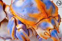 Origin - Gatekeeper Crab 10” Cinemaquette Statue