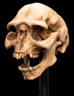 The Lord of the Rings - Skull of a Moria Orc Miniature Skull 5