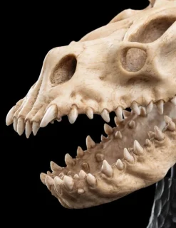 The Lord of the Rings - Skull of a Fell Beast Miniature Skull 8