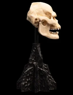 The Lord of the Rings - Skull of Lurtz Miniature Skull 6
