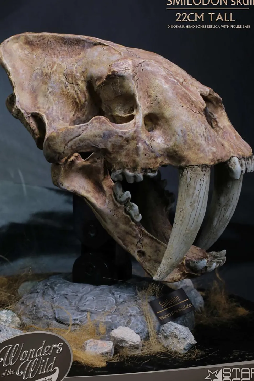 Wonders of the Wild - Smilodon Skull Fossil 8" Statue