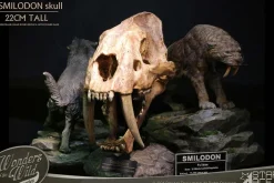 Wonders of the Wild - Smilodon Skull Fossil 8